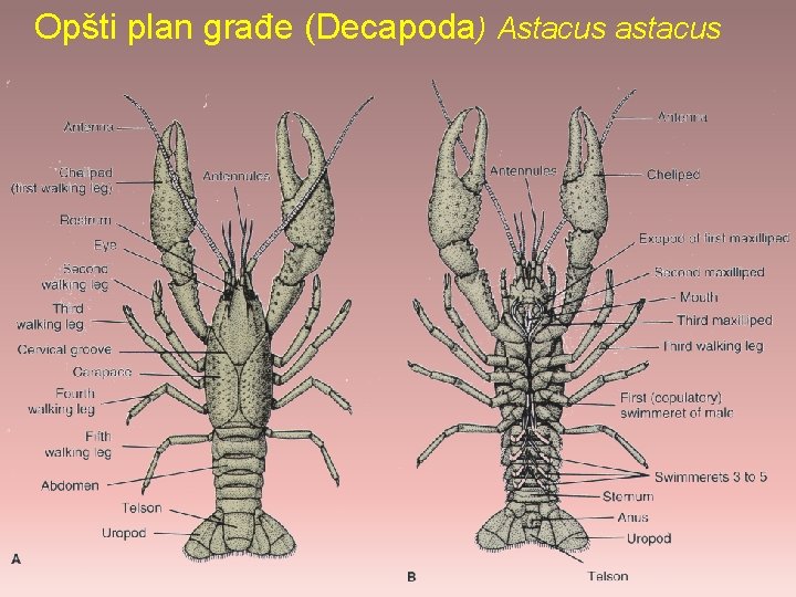 Opšti plan građe (Decapoda) Astacus astacus 