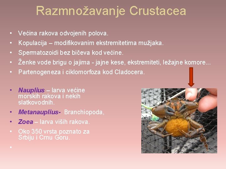 Razmnožavanje Crustacea • Većina rakova odvojenih polova. • Kopulacija – modifikovanim ekstremitetima mužjaka. •