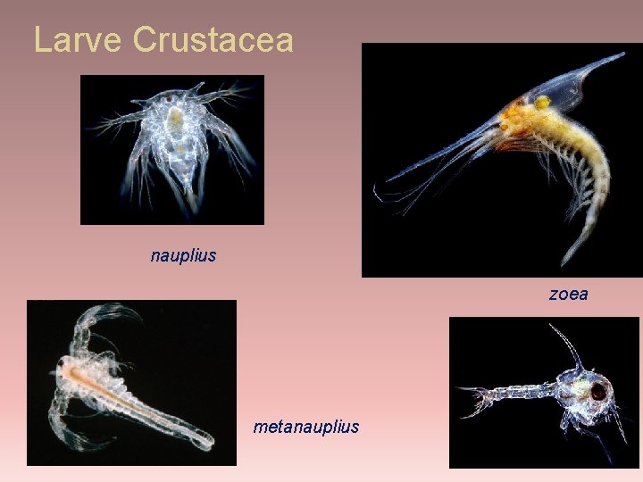 Larve Crustacea nauplius zoea metanauplius 