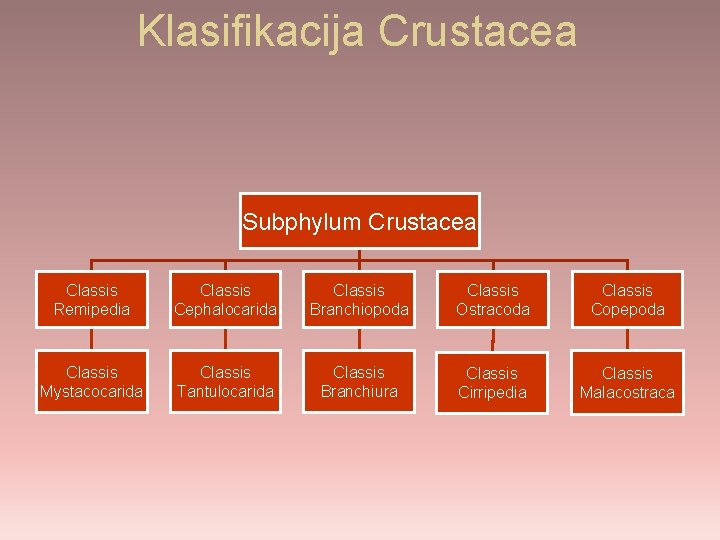 Klasifikacija Crustacea Subphylum Crustacea Classis Remipedia Classis Cephalocarida Classis Branchiopoda Classis Ostracoda Classis Copepoda