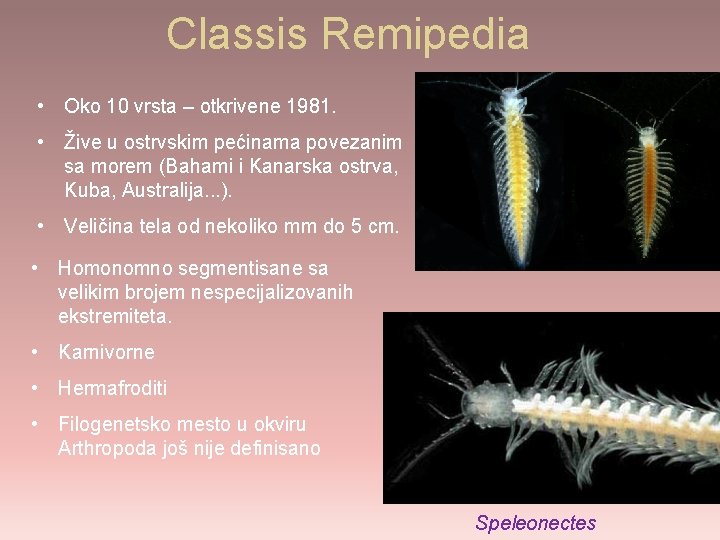 Classis Remipedia • Oko 10 vrsta – otkrivene 1981. • Žive u ostrvskim pećinama
