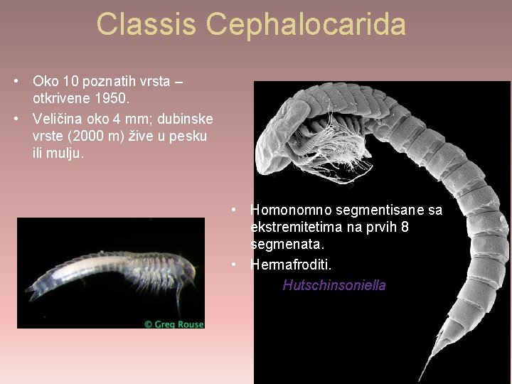 Classis Cephalocarida • Oko 10 poznatih vrsta – otkrivene 1950. • Veličina oko 4
