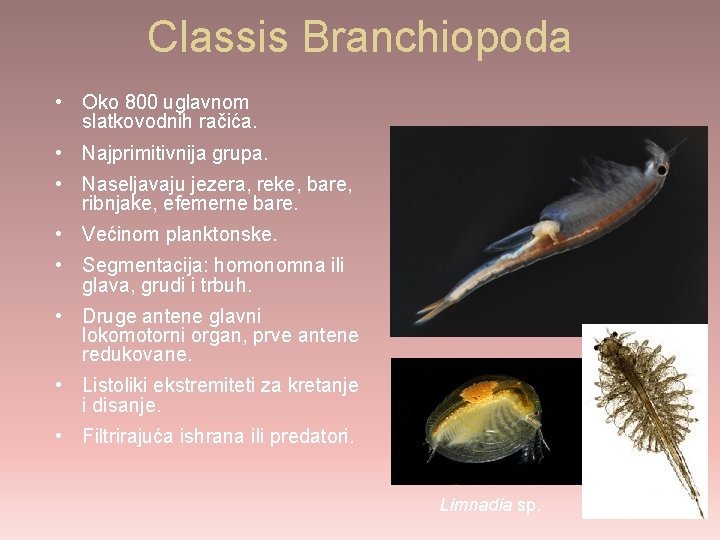 Classis Branchiopoda • Oko 800 uglavnom slatkovodnih račića. • Najprimitivnija grupa. • Naseljavaju jezera,