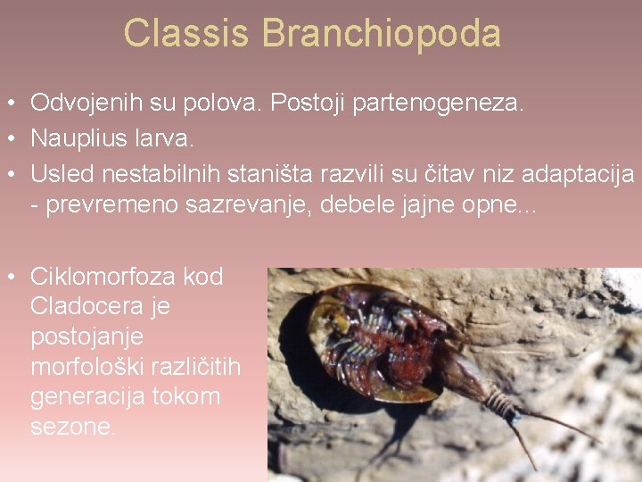 Classis Branchiopoda • Odvojenih su polova. Postoji partenogeneza. • Nauplius larva. • Usled nestabilnih