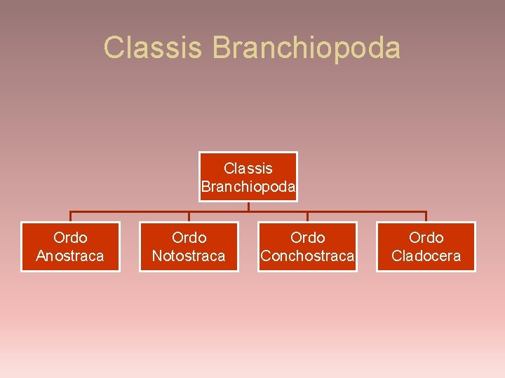 Classis Branchiopoda Ordo Anostraca Ordo Notostraca Ordo Conchostraca Ordo Cladocera 
