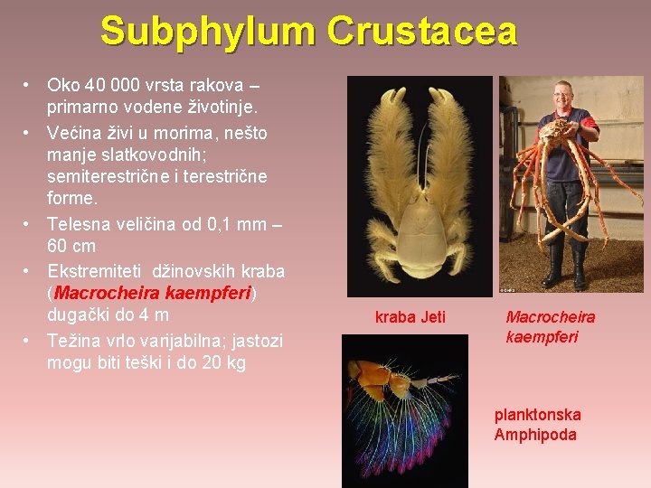 Subphylum Crustacea • Oko 40 000 vrsta rakova – primarno vodene životinje. • Većina