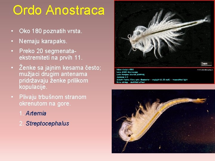 Ordo Anostraca • Oko 180 poznatih vrsta. • Nemaju karapaks. • Preko 20 segmenataekstremiteti