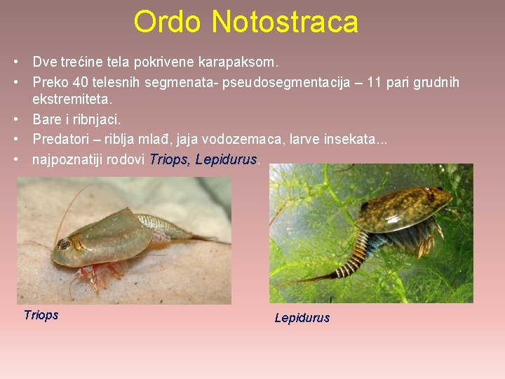 Ordo Notostraca • Dve trećine tela pokrivene karapaksom. • Preko 40 telesnih segmenata- pseudosegmentacija