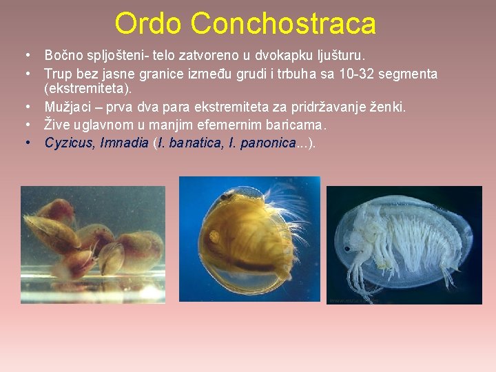 Ordo Conchostraca • Bočno spljošteni- telo zatvoreno u dvokapku ljušturu. • Trup bez jasne