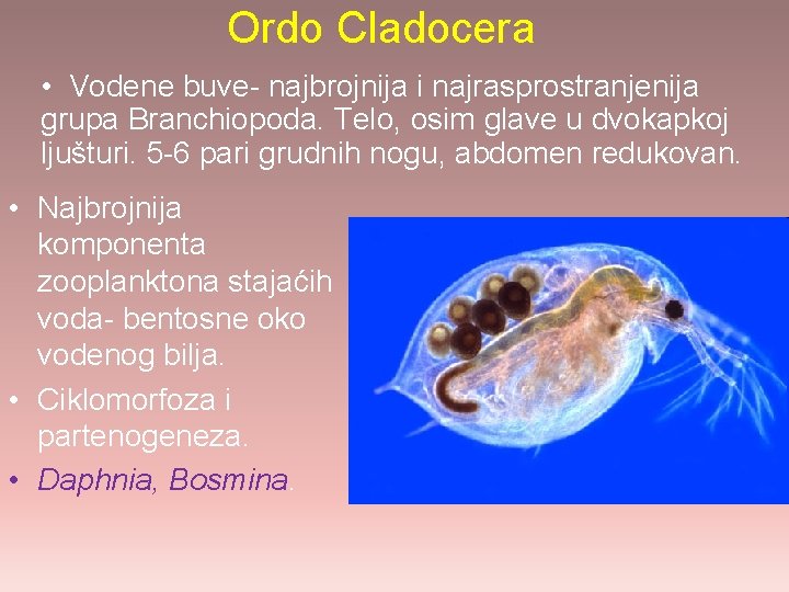 Ordo Cladocera • Vodene buve- najbrojnija i najrasprostranjenija grupa Branchiopoda. Telo, osim glave u