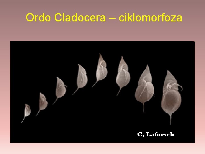 Ordo Cladocera – ciklomorfoza 