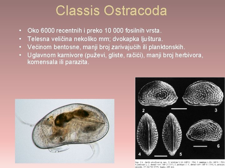 Classis Ostracoda • • Oko 6000 recentnih i preko 10 000 fosilnih vrsta. Telesna
