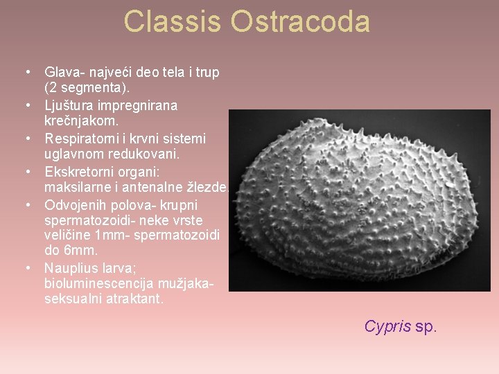 Classis Ostracoda • Glava- najveći deo tela i trup (2 segmenta). • Ljuštura impregnirana