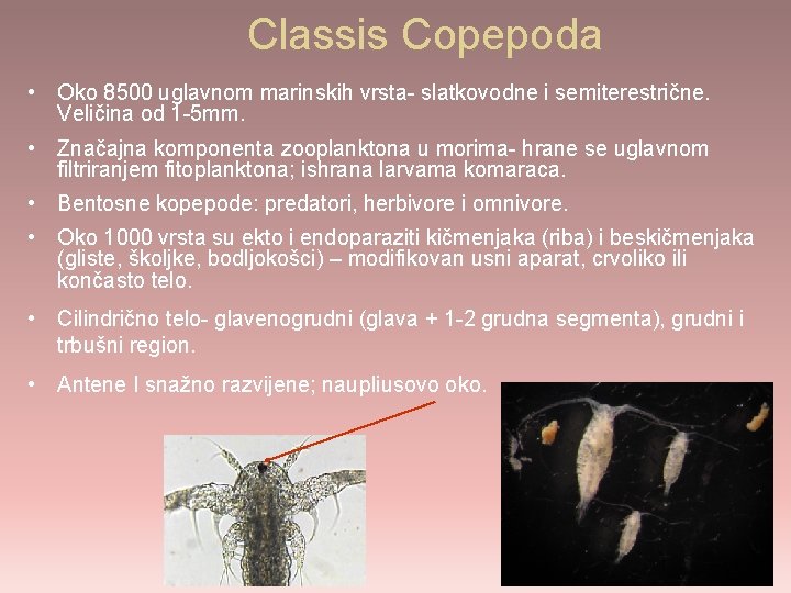 Classis Copepoda • Oko 8500 uglavnom marinskih vrsta- slatkovodne i semiterestrične. Veličina od 1