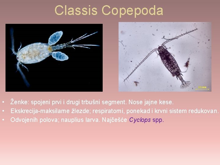 Classis Copepoda • Ženke: spojeni prvi i drugi trbušni segment. Nose jajne kese. •