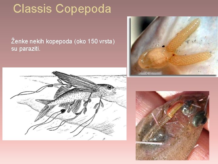 Classis Copepoda Ženke nekih kopepoda (oko 150 vrsta) su paraziti. 