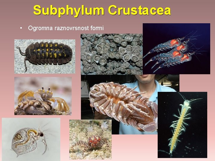Subphylum Crustacea • Ogromna raznovrsnost formi 
