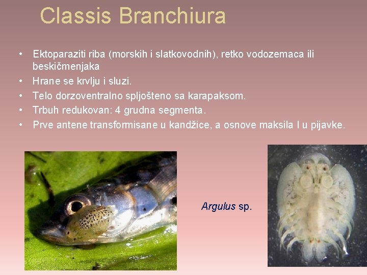 Classis Branchiura • Ektoparaziti riba (morskih i slatkovodnih), retko vodozemaca ili beskičmenjaka • Hrane