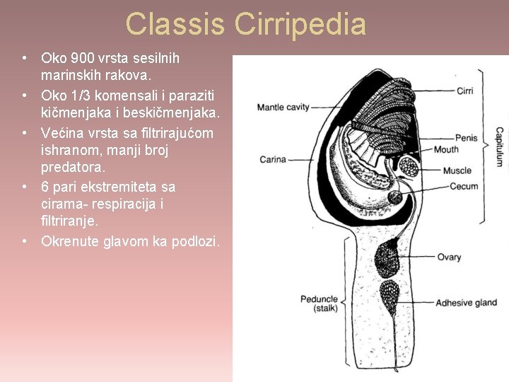 Classis Cirripedia • Oko 900 vrsta sesilnih marinskih rakova. • Oko 1/3 komensali i