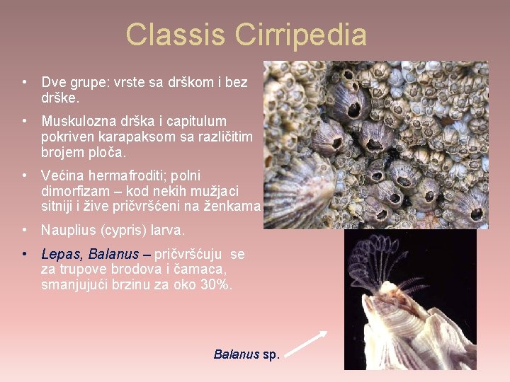 Classis Cirripedia • Dve grupe: vrste sa drškom i bez drške. • Muskulozna drška