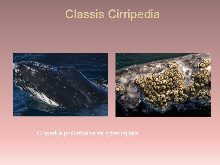 Classis Cirripedia Ciripedije pričvršćene za grbavog kita 