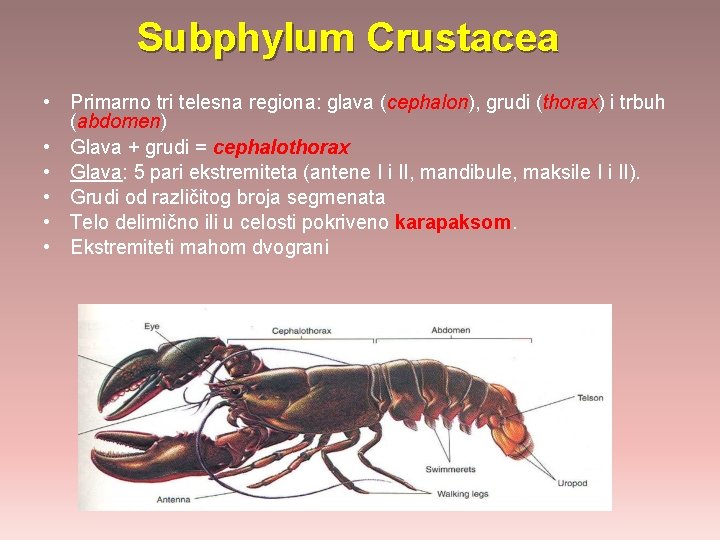 Subphylum Crustacea • Primarno tri telesna regiona: glava (cephalon), grudi (thorax) i trbuh (abdomen)