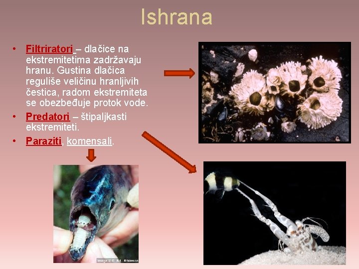 Ishrana • Filtriratori – dlačice na ekstremitetima zadržavaju hranu. Gustina dlačica reguliše veličinu hranljivih