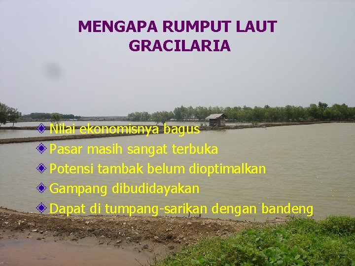 MENGAPA RUMPUT LAUT GRACILARIA Nilai ekonomisnya bagus Pasar masih sangat terbuka Potensi tambak belum