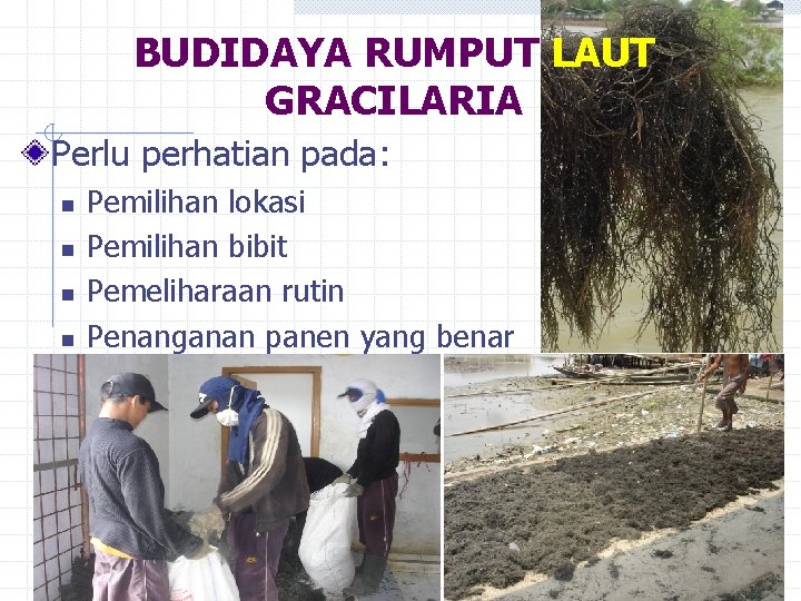 BUDIDAYA RUMPUT LAUT GRACILARIA Perlu perhatian pada: n n Pemilihan lokasi Pemilihan bibit Pemeliharaan