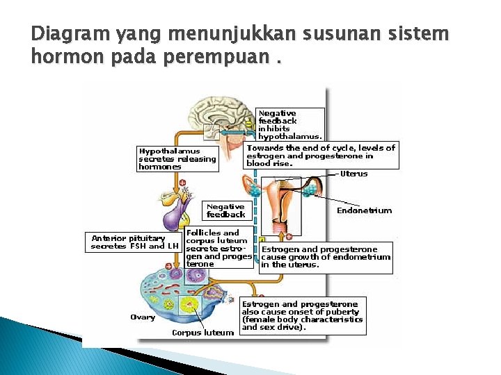 Diagram yang menunjukkan susunan sistem hormon pada perempuan. 