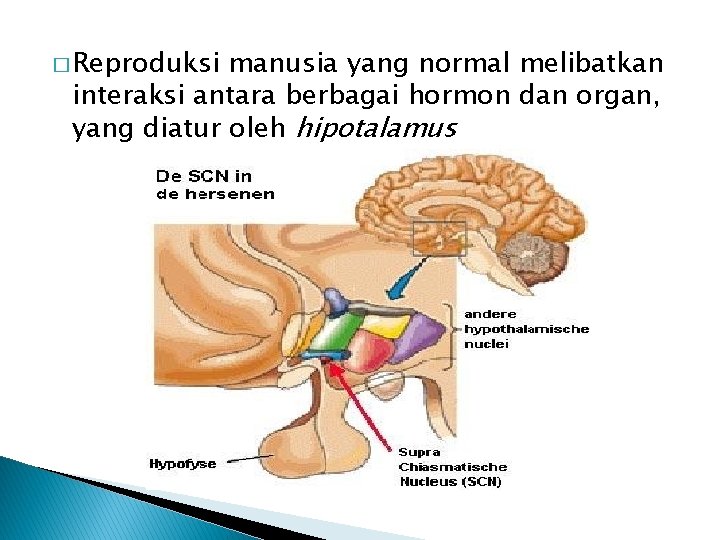 � Reproduksi manusia yang normal melibatkan interaksi antara berbagai hormon dan organ, yang diatur