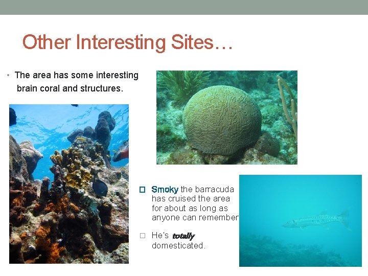 Other Interesting Sites… • The area has some interesting brain coral and structures. �