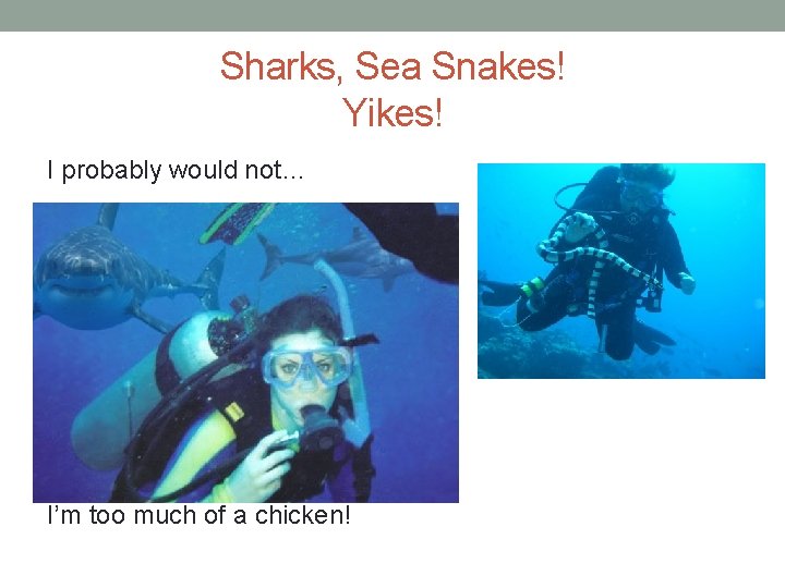Sharks, Sea Snakes! Yikes! I probably would not… I’m too much of a chicken!
