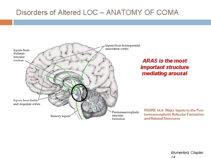 Disorders of Altered LOC – ANATOMY OF COMA ARAS is the most important structure