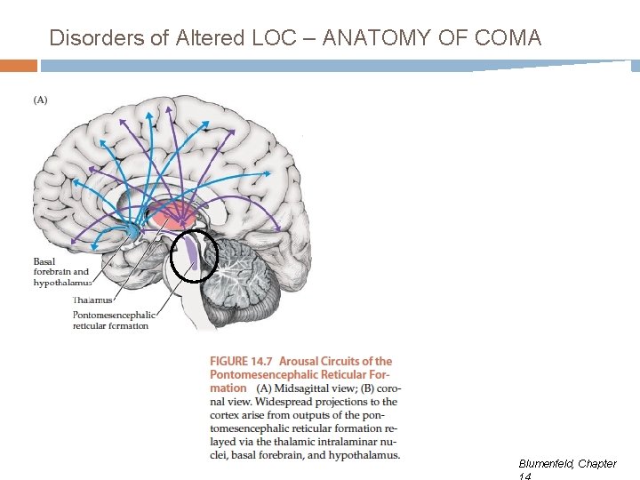 Disorders of Altered LOC – ANATOMY OF COMA X X X Blumenfeld, Chapter 