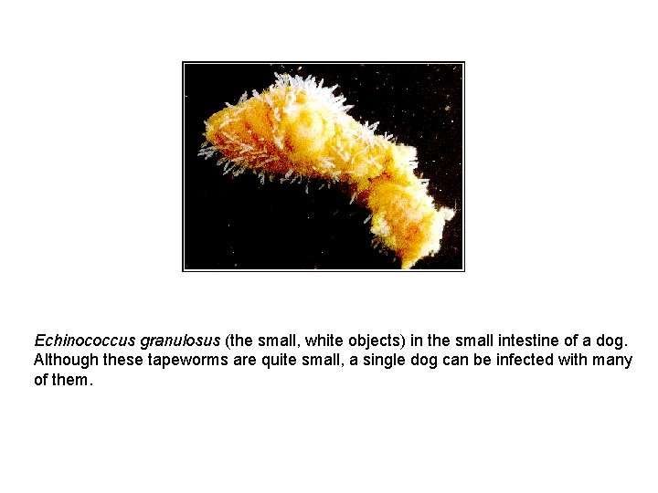 Echinococcus granulosus (the small, white objects) in the small intestine of a dog. Although