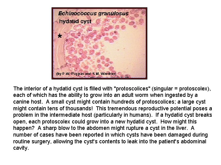 The interior of a hydatid cyst is filled with "protoscolices" (singular = protoscolex), each