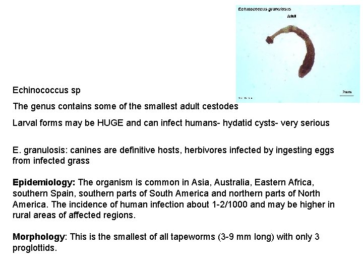 Echinococcus sp The genus contains some of the smallest adult cestodes Larval forms may