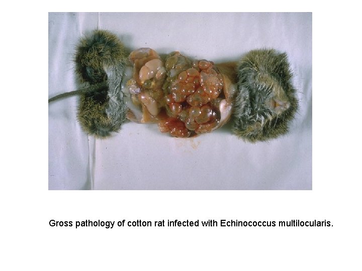 Gross pathology of cotton rat infected with Echinococcus multilocularis. 
