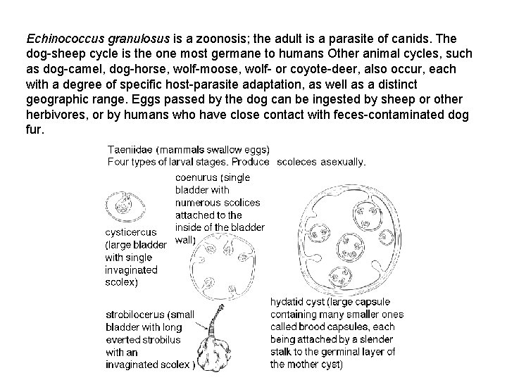 Echinococcus granulosus is a zoonosis; the adult is a parasite of canids. The dog-sheep