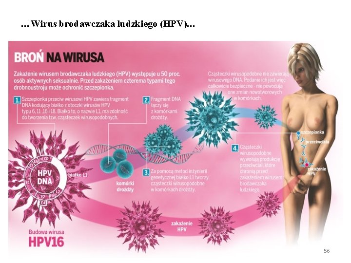 …Wirus brodawczaka ludzkiego (HPV)… 56 