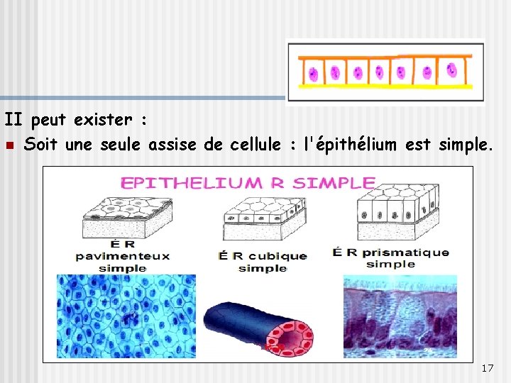 II peut exister : n Soit une seule assise de cellule : l'épithélium est