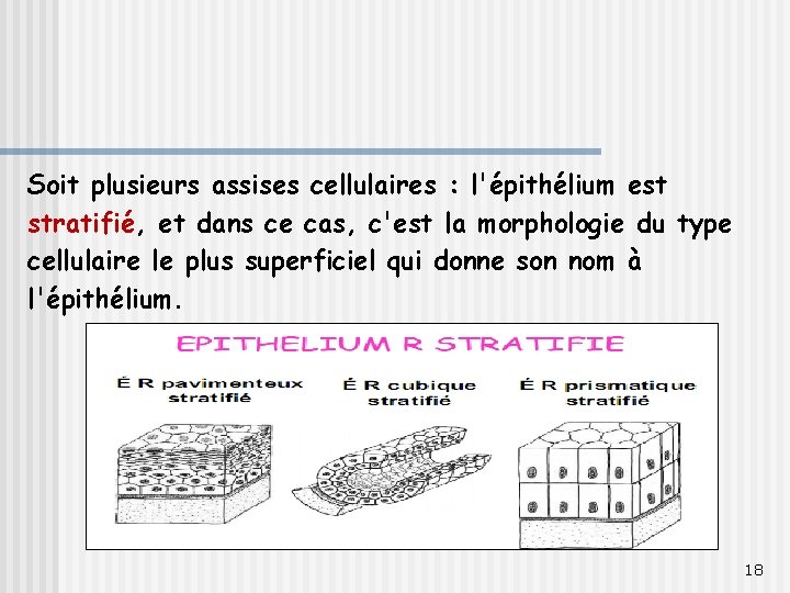 Soit plusieurs assises cellulaires : l'épithélium est stratifié, et dans ce cas, c'est la