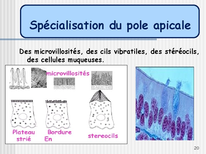 Spécialisation du pole apicale Des microvillosités, des cils vibratiles, des stéréocils, des cellules muqueuses.