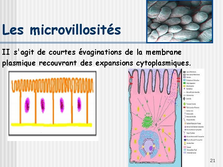 Les microvillosités II s'agit de courtes évaginations de la membrane plasmique recouvrant des expansions