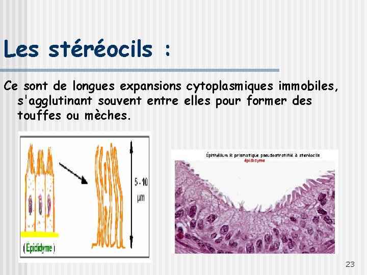 Les stéréocils : Ce sont de longues expansions cytoplasmiques immobiles, s'agglutinant souvent entre elles