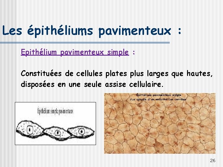 Les épithéliums pavimenteux : Epithélium pavimenteux simple : Constituées de cellules plates plus larges
