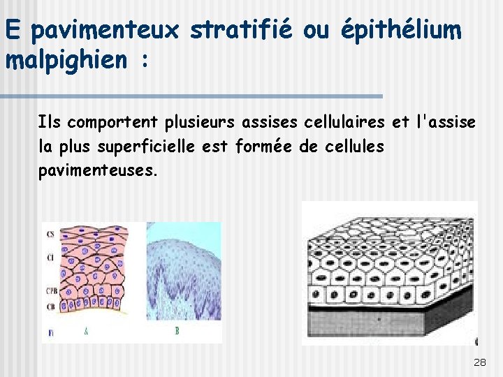 E pavimenteux stratifié ou épithélium malpighien : Ils comportent plusieurs assises cellulaires et l'assise