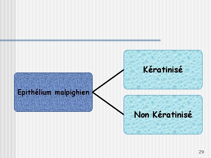 Kératinisé Epithélium malpighien Non Kératinisé 29 