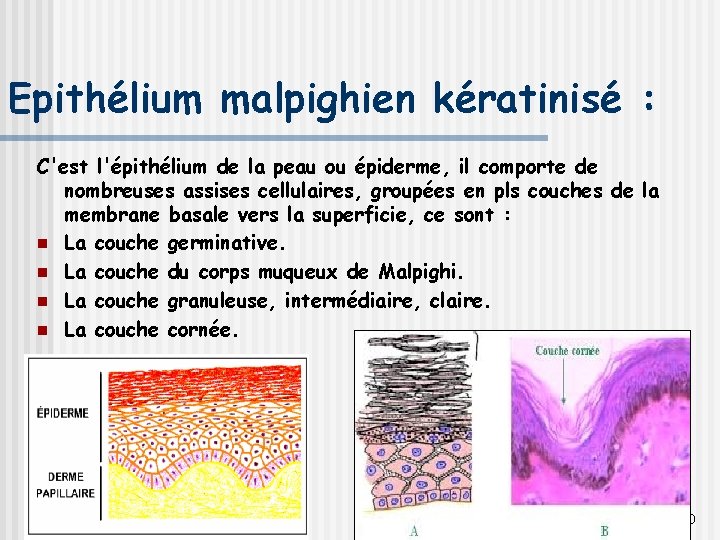 Epithélium malpighien kératinisé : C'est l'épithélium de la peau ou épiderme, il comporte de